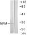 Nucleophosmin 1 antibody, LS-C199339, Lifespan Biosciences, Western Blot image 