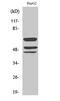 SHC-transforming protein 1 antibody, A00796Y427, Boster Biological Technology, Western Blot image 