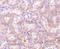 Receptor Interacting Serine/Threonine Kinase 3 antibody, ADI-905-242-100, Enzo Life Sciences, Immunohistochemistry frozen image 