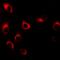 Transgelin antibody, abx142255, Abbexa, Western Blot image 