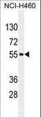 MIER Family Member 2 antibody, LS-C164194, Lifespan Biosciences, Western Blot image 