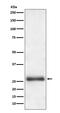 Autophagy Related 10 antibody, M07803, Boster Biological Technology, Western Blot image 
