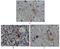 S100 Calcium Binding Protein A1 antibody, MA5-15325, Invitrogen Antibodies, Immunohistochemistry frozen image 