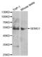 Semenogelin 1 antibody, PA5-76745, Invitrogen Antibodies, Western Blot image 
