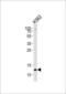 Histone Cluster 4 H4 antibody, MBS9208772, MyBioSource, Western Blot image 