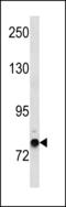 GIOT3 antibody, LS-C203865, Lifespan Biosciences, Western Blot image 