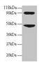 C-C Motif Chemokine Ligand 7 antibody, LS-C211587, Lifespan Biosciences, Western Blot image 