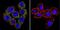 ATPase Na+/K+ Transporting Subunit Alpha 3 antibody, NB300-540, Novus Biologicals, Immunocytochemistry image 