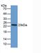 Ferritin Mitochondrial antibody, MBS2027185, MyBioSource, Western Blot image 