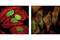 Programmed Cell Death 4 antibody, 9535S, Cell Signaling Technology, Immunocytochemistry image 