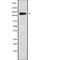 WD Repeat And HMG-Box DNA Binding Protein 1 antibody, abx219347, Abbexa, Western Blot image 