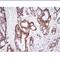 High Mobility Group Box 1 antibody, MBS200116, MyBioSource, Immunohistochemistry paraffin image 