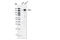 GLI Family Zinc Finger 1 antibody, 2553S, Cell Signaling Technology, Western Blot image 