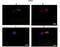 Protein kintoun antibody, NBP1-70428, Novus Biologicals, Immunohistochemistry paraffin image 