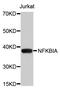NFKB Inhibitor Alpha antibody, abx126243, Abbexa, Western Blot image 