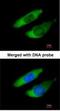 Actin Related Protein 2/3 Complex Subunit 2 antibody, NBP1-32297, Novus Biologicals, Immunocytochemistry image 