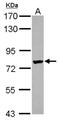 Leucine-rich repeat-containing protein 4C antibody, NBP2-19515, Novus Biologicals, Western Blot image 