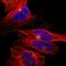 Unc-5 Family C-Terminal Like antibody, HPA015725, Atlas Antibodies, Immunofluorescence image 