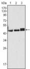 Keratin 17 antibody, abx015731, Abbexa, Enzyme Linked Immunosorbent Assay image 