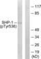 Protein Tyrosine Phosphatase Non-Receptor Type 6 antibody, LS-C199569, Lifespan Biosciences, Western Blot image 
