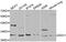 Syndecan 1 antibody, MBS128018, MyBioSource, Western Blot image 