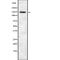 MYB Binding Protein 1a antibody, abx216989, Abbexa, Western Blot image 