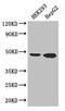 Epstein-Barr Virus Induced 3 antibody, LS-C396350, Lifespan Biosciences, Western Blot image 