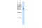 Forkhead Box G1 antibody, PA5-41493, Invitrogen Antibodies, Western Blot image 