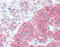 SRC-1 antibody, M00107-2, Boster Biological Technology, Immunohistochemistry frozen image 