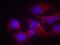 NMDAR2B antibody, AP09489PU-N, Origene, Immunofluorescence image 