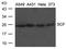 KIT Ligand antibody, orb137134, Biorbyt, Western Blot image 