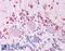 Wnt Family Member 7A antibody, LS-A9467, Lifespan Biosciences, Immunohistochemistry paraffin image 