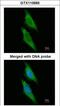 Aryl Hydrocarbon Receptor Interacting Protein antibody, GTX110665, GeneTex, Immunofluorescence image 