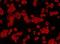 Neuronal Nuclei antibody, orb11112, Biorbyt, Immunofluorescence image 