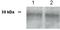 UbiA Prenyltransferase Domain Containing 1 antibody, TA309925, Origene, Western Blot image 