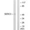 Serine Incorporator 3 antibody, PA5-49823, Invitrogen Antibodies, Western Blot image 