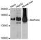 Mitogen-Activated Protein Kinase Kinase Kinase Kinase 4 antibody, A2613, ABclonal Technology, Western Blot image 