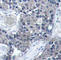Eukaryotic Translation Initiation Factor 4E antibody, AP0228, ABclonal Technology, Immunohistochemistry paraffin image 