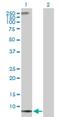 NADH:Ubiquinone Oxidoreductase Subunit A1 antibody, H00004694-D01P, Novus Biologicals, Western Blot image 