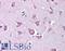 Retinoid Isomerohydrolase RPE65 antibody, LS-B90, Lifespan Biosciences, Immunohistochemistry paraffin image 