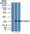 Snail Family Transcriptional Repressor 1 antibody, TA337150, Origene, Western Blot image 