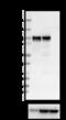 Sortilin 1 antibody, 852101, BioLegend, Western Blot image 