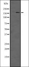 Fructosamine 3 Kinase antibody, orb335278, Biorbyt, Western Blot image 