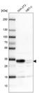 Thymidine kinase 2, mitochondrial antibody, HPA041162, Atlas Antibodies, Western Blot image 