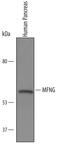 MFNG O-Fucosylpeptide 3-Beta-N-Acetylglucosaminyltransferase antibody, AF6355, R&D Systems, Western Blot image 