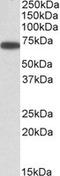 Endoplasmic Reticulum Oxidoreductase 1 Alpha antibody, LS-B6717, Lifespan Biosciences, Western Blot image 