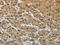 ElaC Ribonuclease Z 2 antibody, CSB-PA997561, Cusabio, Immunohistochemistry paraffin image 