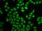 Proteasome Subunit Beta 9 antibody, GTX33298, GeneTex, Immunofluorescence image 