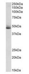 SRBC antibody, orb195342, Biorbyt, Western Blot image 