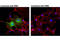 Pyruvate Kinase M1/2 antibody, 7067S, Cell Signaling Technology, Immunocytochemistry image 